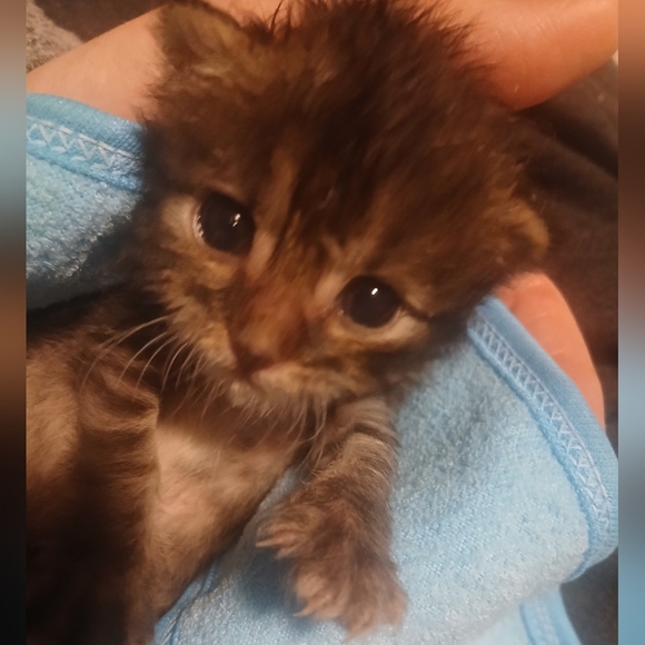 Updated Goal 05/23BIRTHDAY WISH-FOR EVERY $1 IN PROFITS .25CENTS ANIMAL - Picture 6 of 9